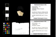 Foto (Objekt + Etikett) von Crustacea indet.  (NHMW-GEO-2014-0194-0959)